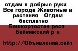 отдам в добрые руки - Все города Животные и растения » Отдам бесплатно   . Башкортостан респ.,Баймакский р-н